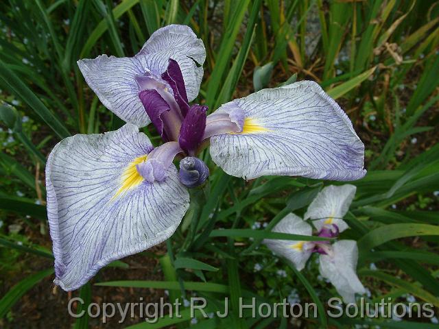 Iris sp